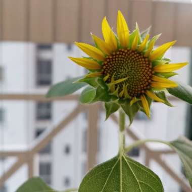 Helianthus annuus 'Black Oil'