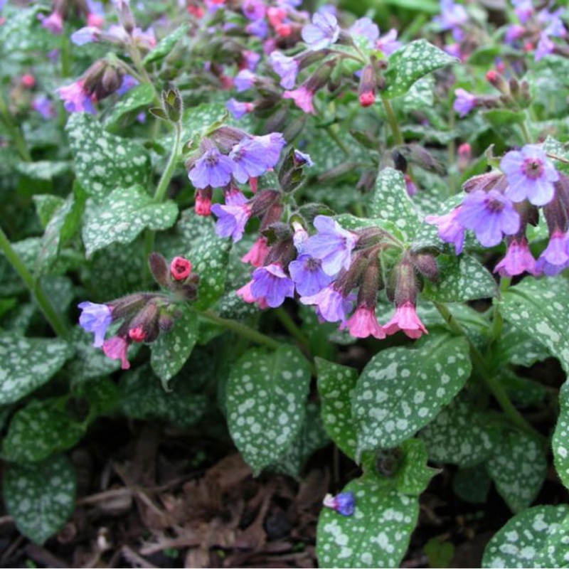 Plant image Pulmonaria longifolia 'Roy Davidson'