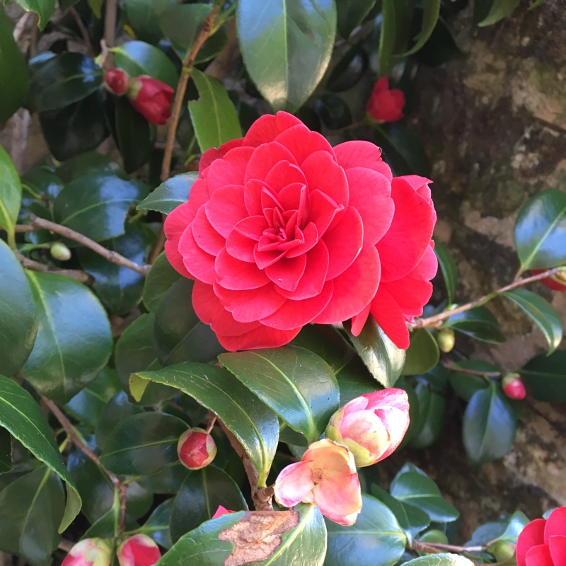 Camellia japonica 'Ace of Hearts', Camellia 'Ace of Hearts' - uploaded ...