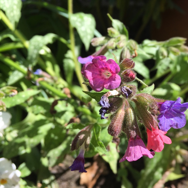 Plant image Pulmonaria saccharata 'Mrs Moon'