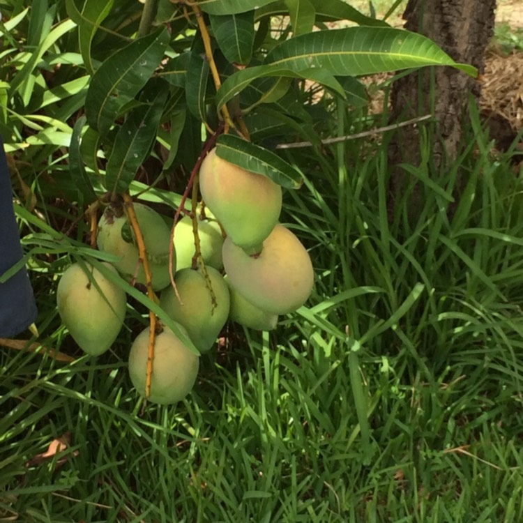 Plant image Mangifera Indica 'Kensington Pride'