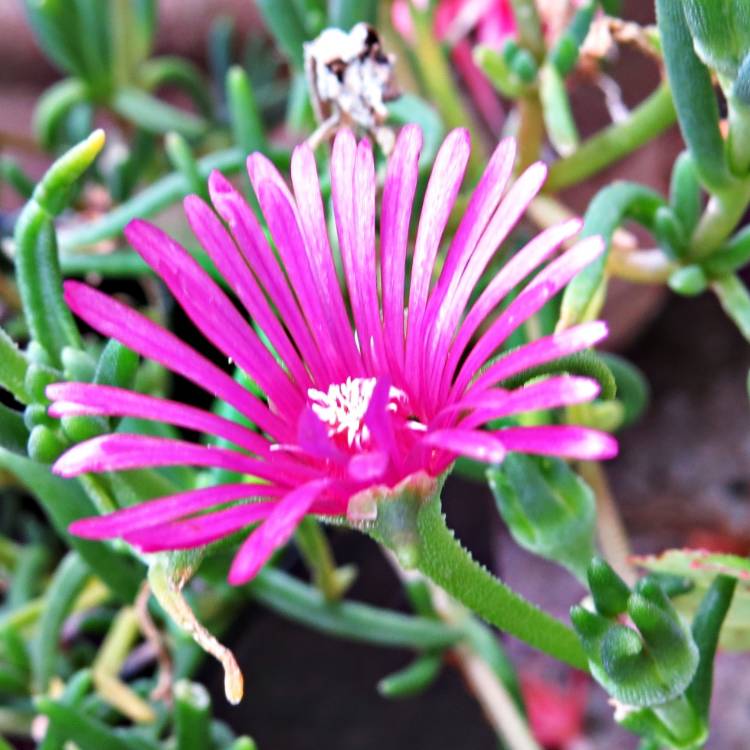 Plant image Delosperma 'Table Mountain'