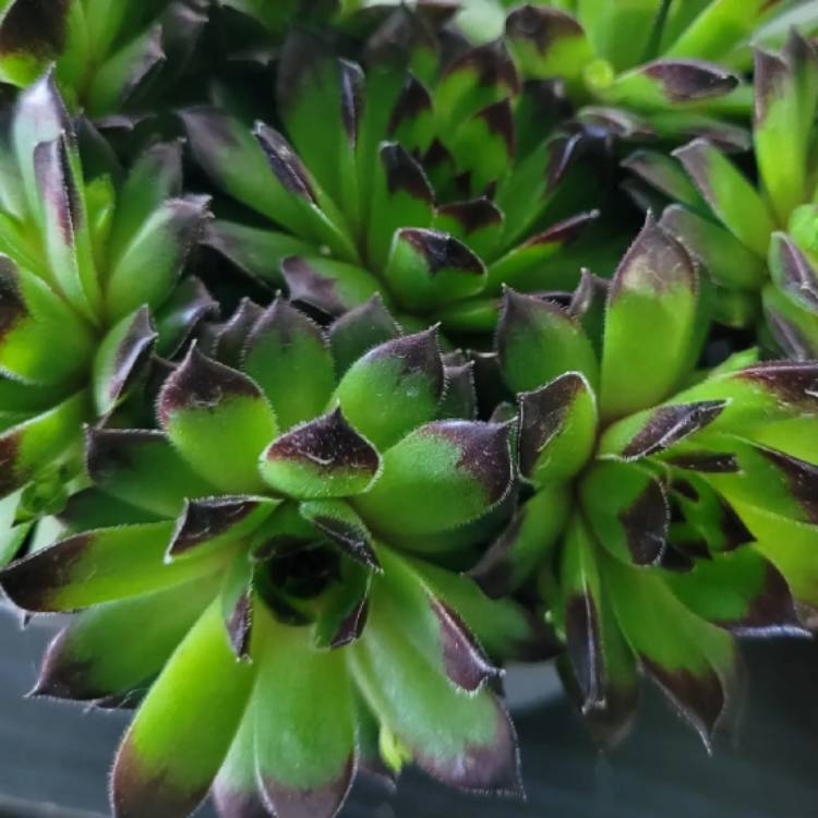 Plant image Sempervivum Reinhardt