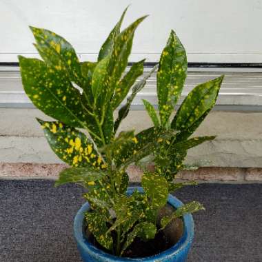 Croton 'Gold Dust'