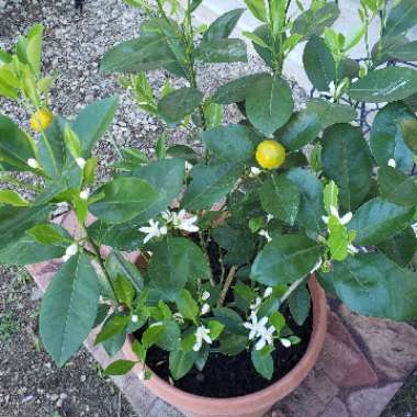 Calamondin Orange