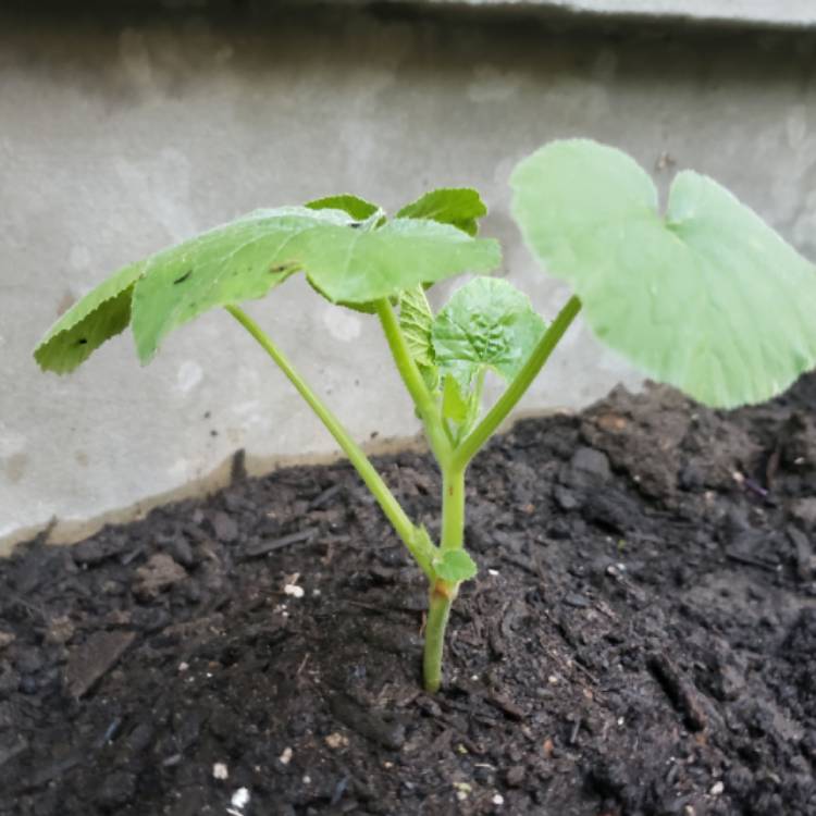 Plant image Cucurbita pepo 'Small Sugar'