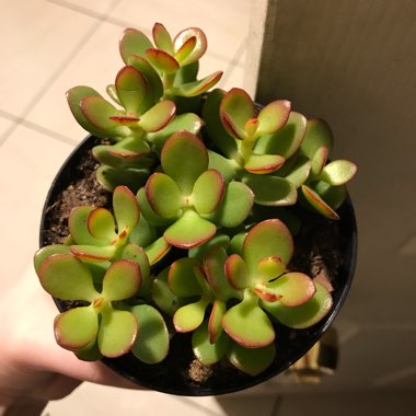 Crassula ovata 'Minima'