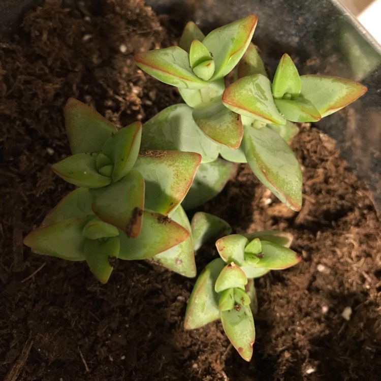 Plant image Crassula brevifolia