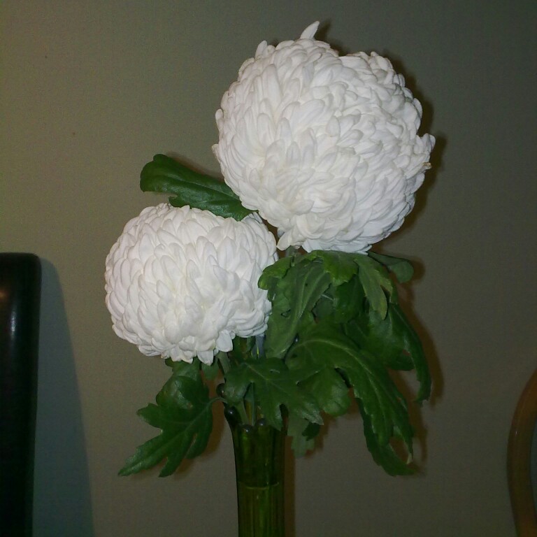 Chrysanthemum 'Allouise White'