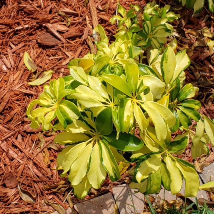 Plant image Schefflera Arboricola 'Jacqueline'