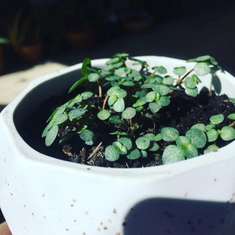 Plant image Pilea Glauca 'Silver Sprinkles' syn. Pilea libanensis 'Silver Sprinkles'