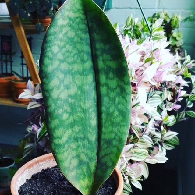 Plant image Sansevieria masoniana