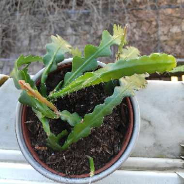 Fishbone Cactus