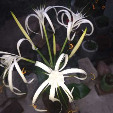 Beach Spider Lily