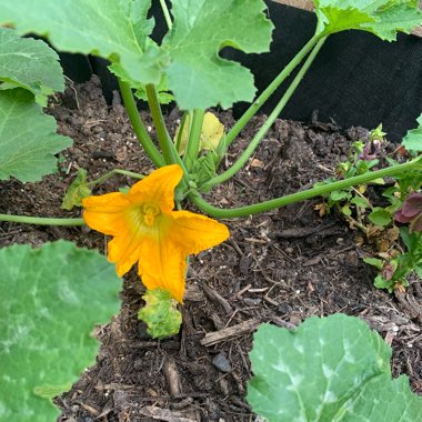 Courgette