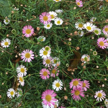 Erigeron karvinskianus