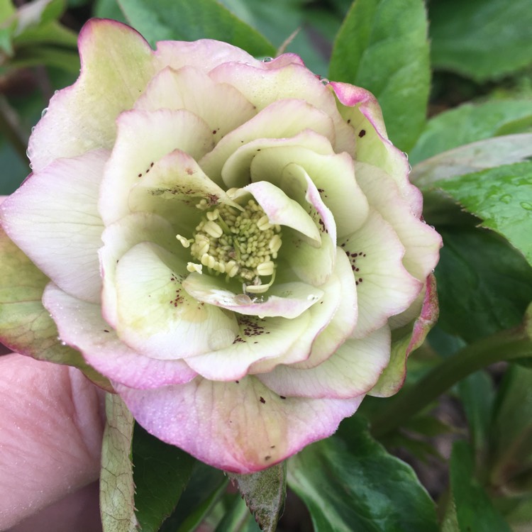 Plant image Helleborus x hybridus 'Double Ellen Pink' (Double Ellen Series)