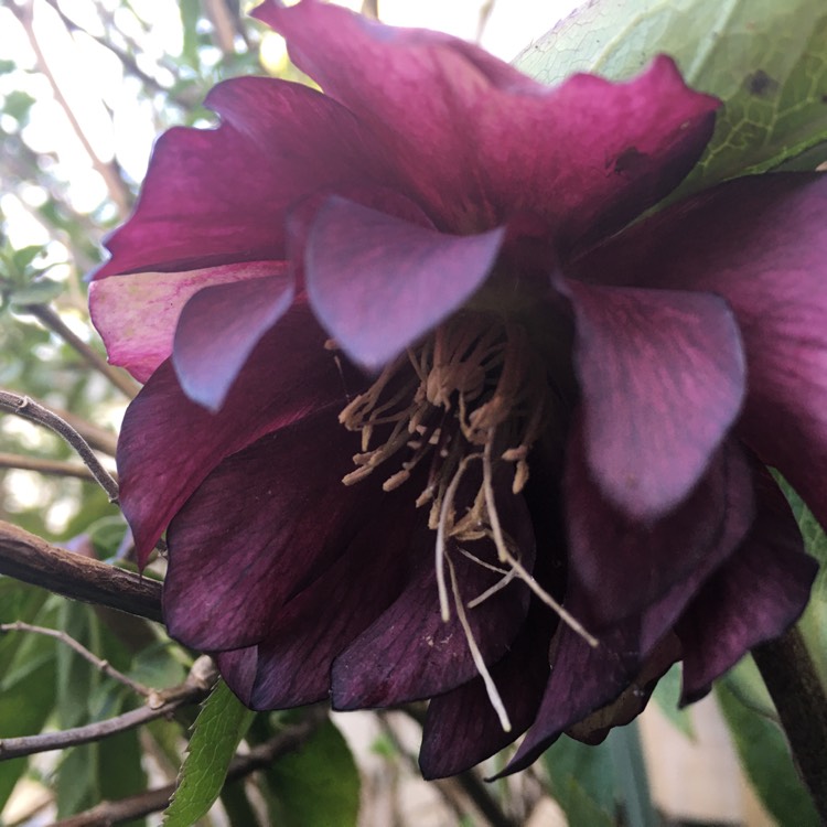 Plant image Helleborus x hybridus 'Double Ellen Purple' (Double Ellen Series)