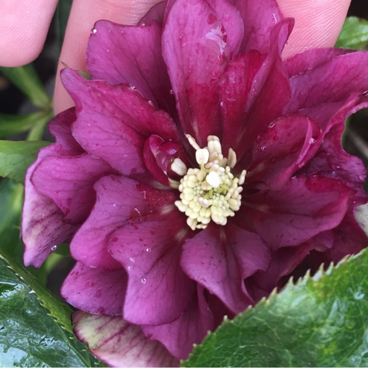 Plant image Helleborus x hybridus 'Double Ellen Red' (Double Ellen Series)