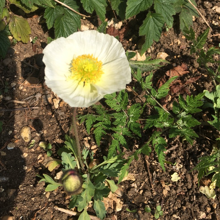 Plant image Papaver nudicaule 'Artist's Glory'