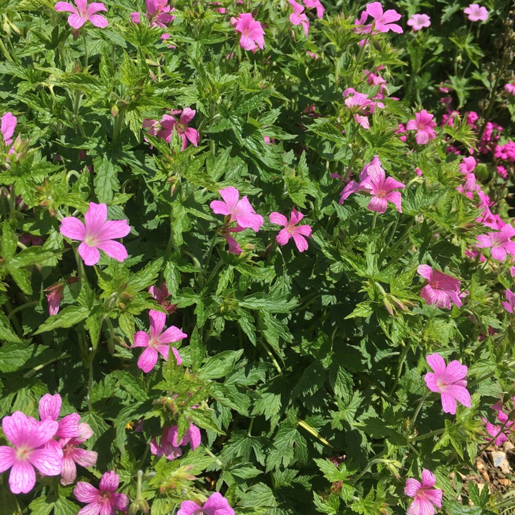 Plant image Geranium x oxonianum 'A.T. Johnson'