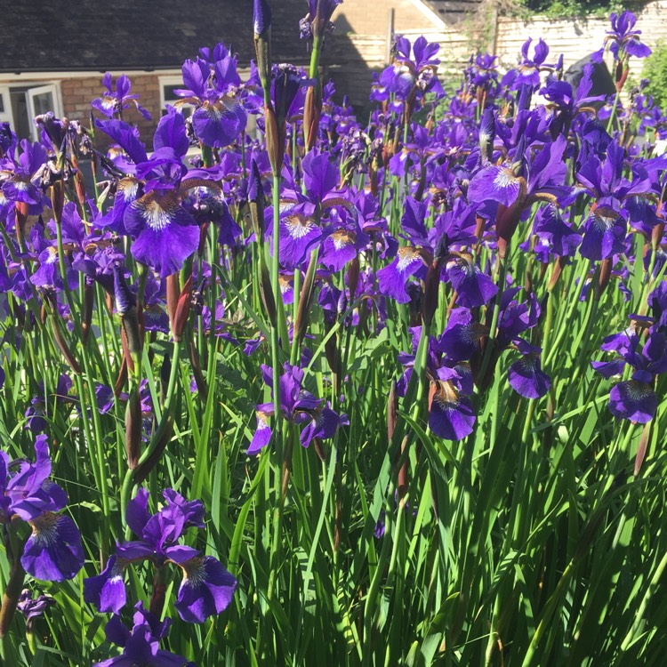 Plant image Iris Latifola