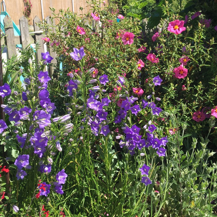 Plant image Campanula 'Canterbury Bells'