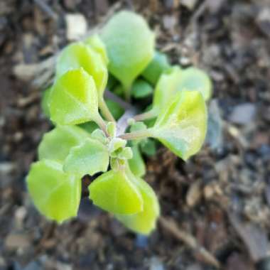 Coleus prostratus syn. Plectranthus prostratus