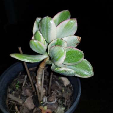 Crassula ovata 'Tricolor'