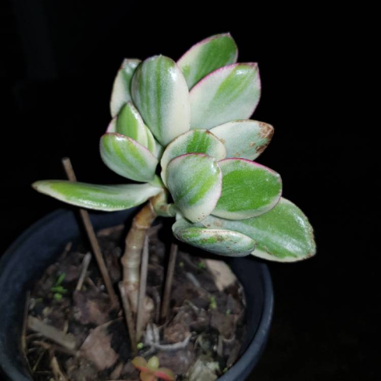 plant image 1180011