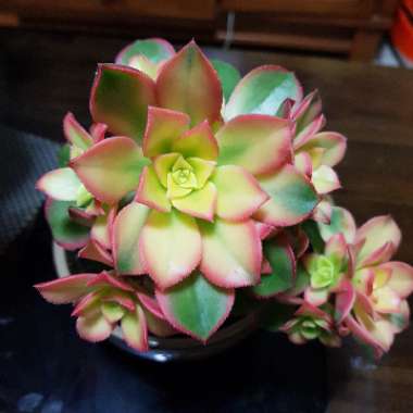 Aeonium Haworthii Dreamcolour