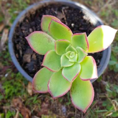 Aeonium haworthii