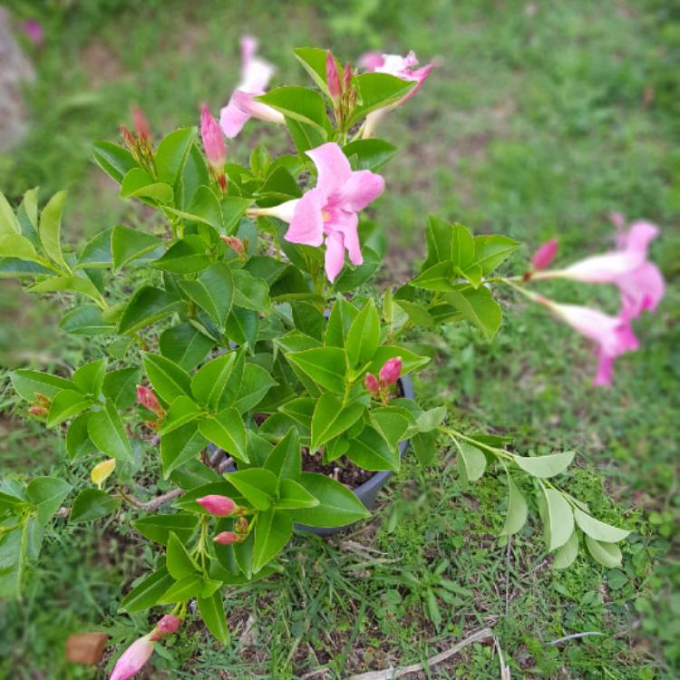 Plant image Pandorea jasminoides 'Party Pink'