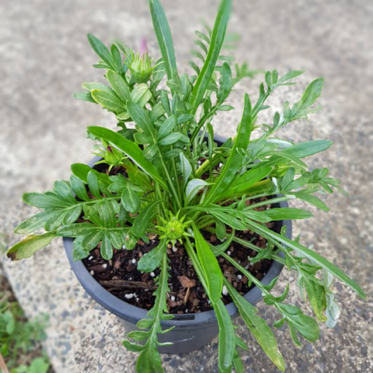 Plant image Gazania 'Apache'