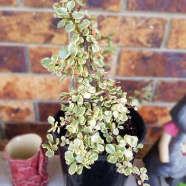 Portulacaria Afra Variegata