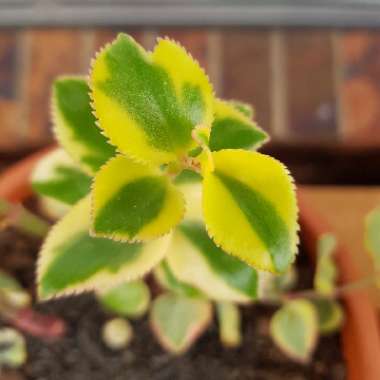 Crassula 'Sarmentosa Variegated'