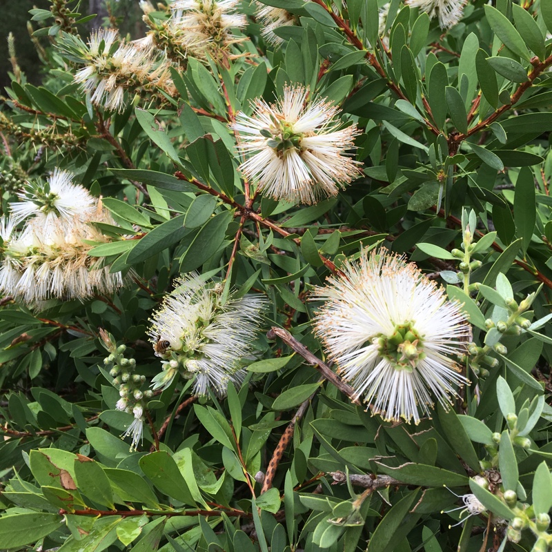 Plant image Callistemon Citrinus 'White Anzac'