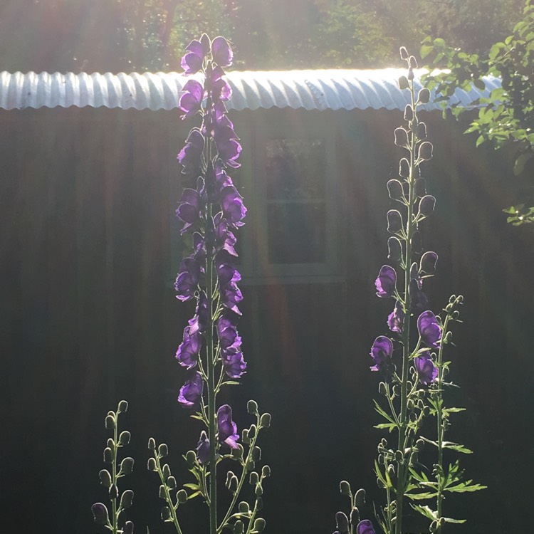 Plant image Aconitum carmichaelii 'Barkers Variety'