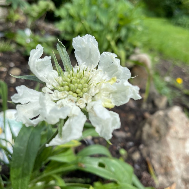 Plant image Scabiosa Caucasica Perfecta Alba