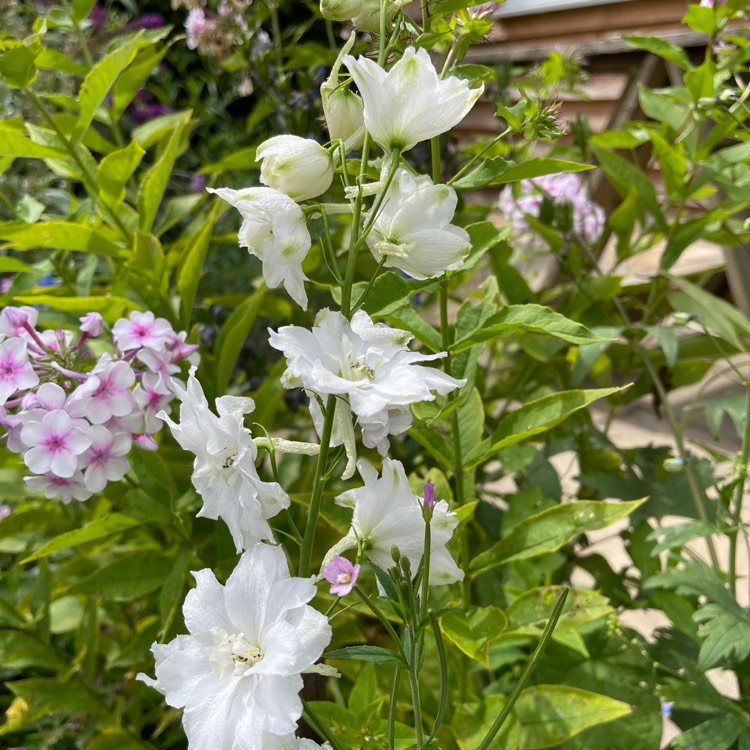 Plant image Delphinium elatum 'Moonbeam'