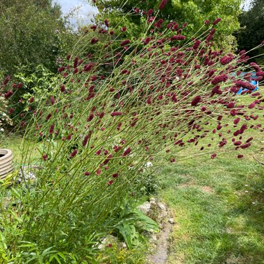 Great Burnet 'Red Thunder'