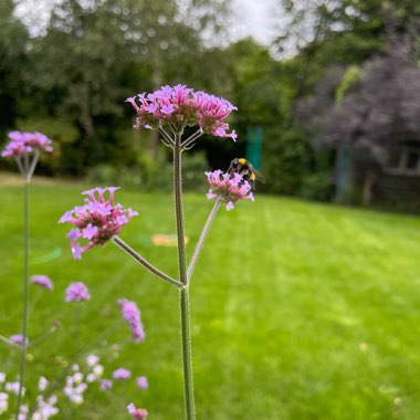 Purple Top Vervain