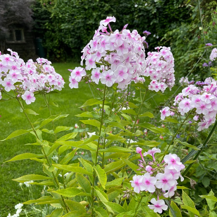 Plant image Phlox paniculata 'Flame White Eye'