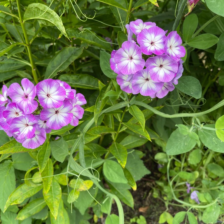 Plant image Phlox paniculata 'Laura'