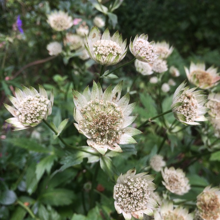 Plant image Astrantia major 'Madeleine van Bennekom'