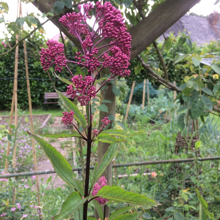 Plant image Eutrochium maculatum syn. Eupatorium maculatum 'Ankum's August'