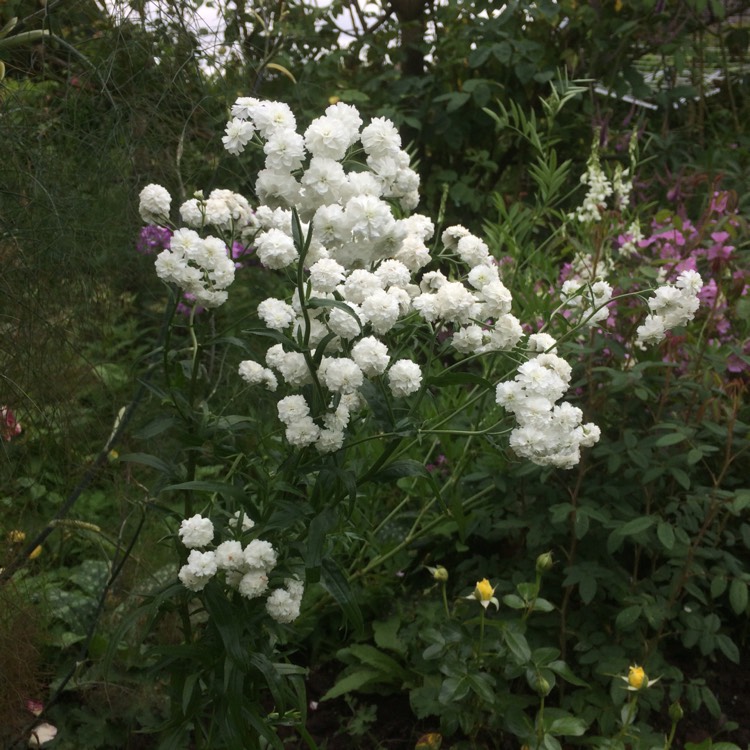 Plant image Achillea ptarmica