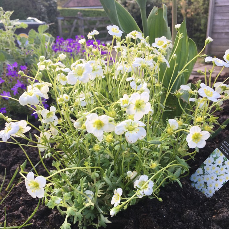 Plant image Saxifraga x arendsii 'Touran Large White'