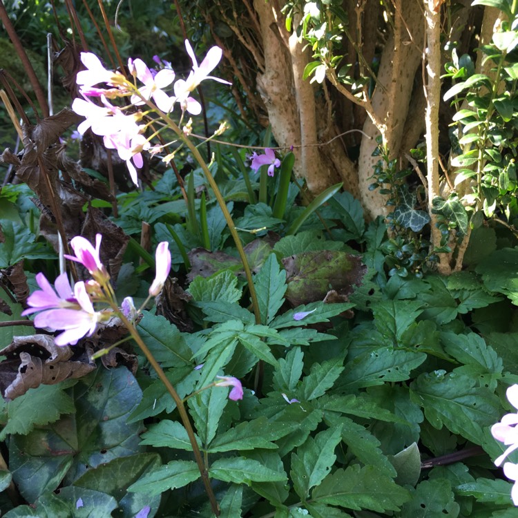 Plant image Cardamine quinquefolia