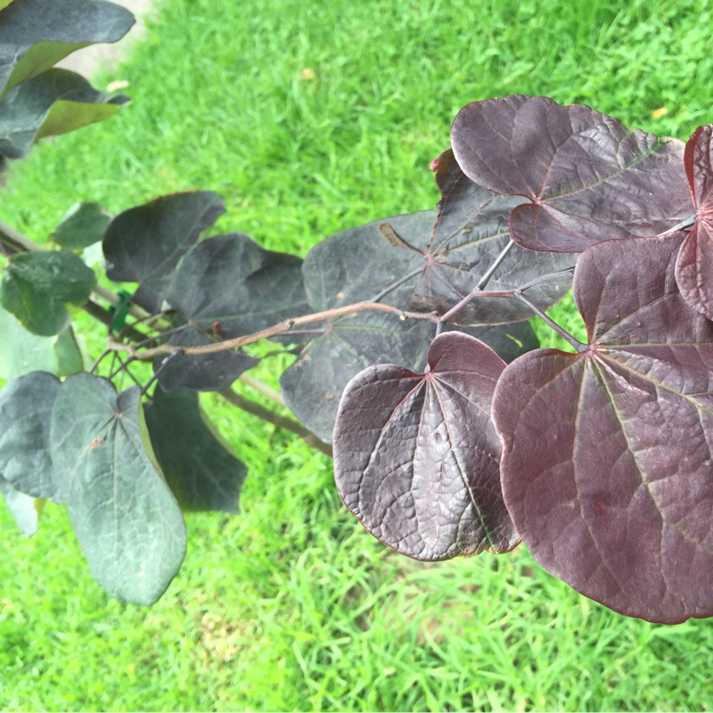 Cercis canadensis 'Forest Pansy' syn. Cercis canadensis 'Purple Leaf'